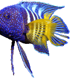 10212844l3BBN72G (1).gif