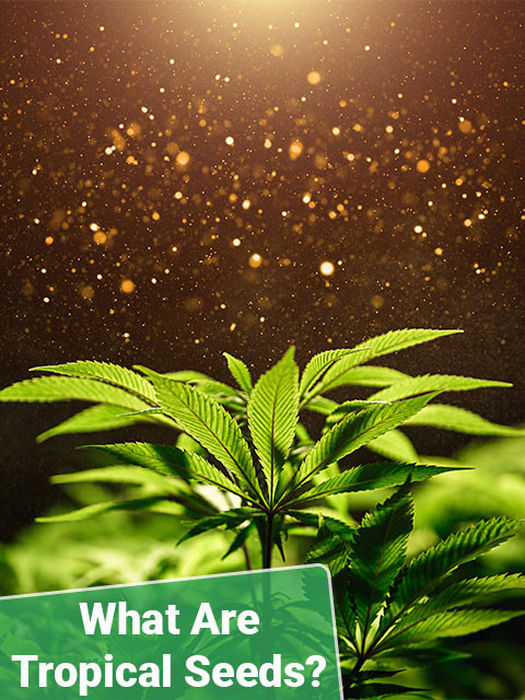 Tropical Cannabis Seeds For Sale.jpg