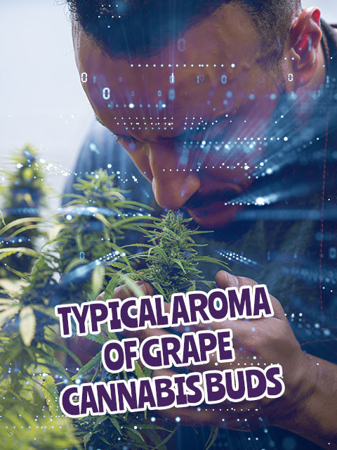 Grape Cannabis Seeds For Sale.jpg
