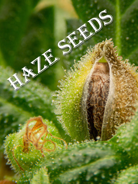 Haze Cannabis Seeds For Sale.jpg