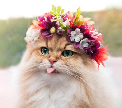 Кошка Света.jpg