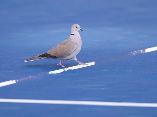 pigeon stepping on line on tennis court dubai united arab emirates T7MX6D crop transformed.jpg