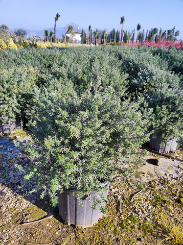 IMG ٢٠٢٣٠١٠٧ ١٥١٥٣٧.jpg