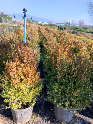 IMG ٢٠٢٣٠١٠٧ ١٥١٧٢٥.jpg