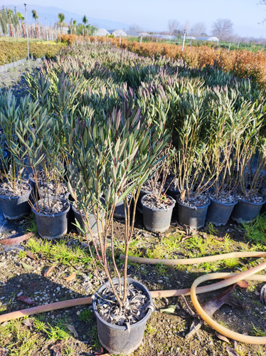 IMG ٢٠٢٣٠١٠٧ ١٥١٧٠٦.jpg