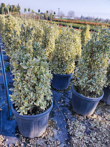 IMG ٢٠٢٣٠١٠٧ ١٥١٦١٢.jpg