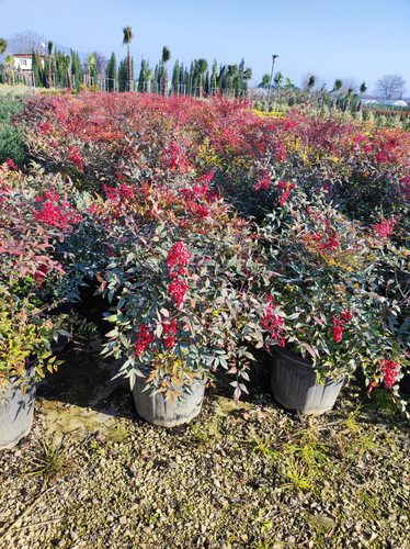 IMG ٢٠٢٣٠١٠٧ ١٥١٥٤٤.jpg