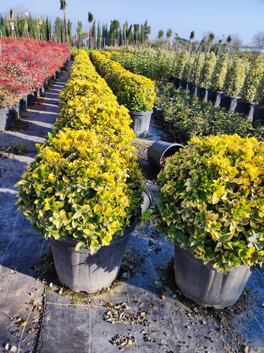 IMG ٢٠٢٣٠١٠٧ ١٥١٥٥٤.jpg