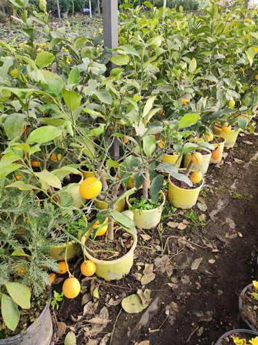 IMG ٢٠٢٣٠١٠٧ ١٥٢٣٥٨.jpg