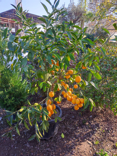 IMG ٢٠٢٣٠١٠٧ ١٥٢٥١٧.jpg