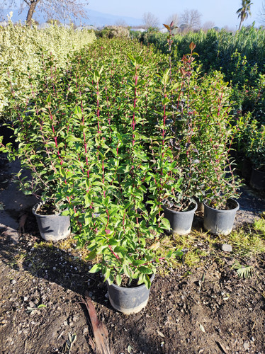 IMG ٢٠٢٣٠١٠٧ ١٥١٩٠٨.jpg