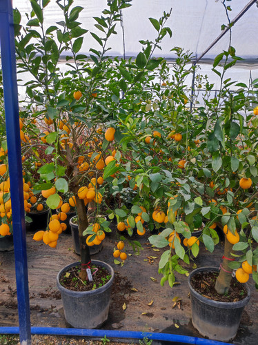 IMG ٢٠٢٣٠١٠٧ ١٥٥٦٣٩.jpg