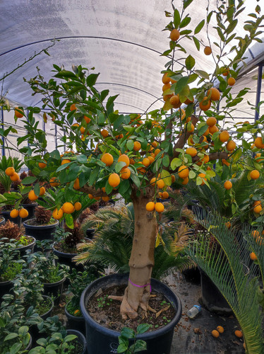 IMG ٢٠٢٣٠١٠٧ ١٥٥٧٣٣.jpg