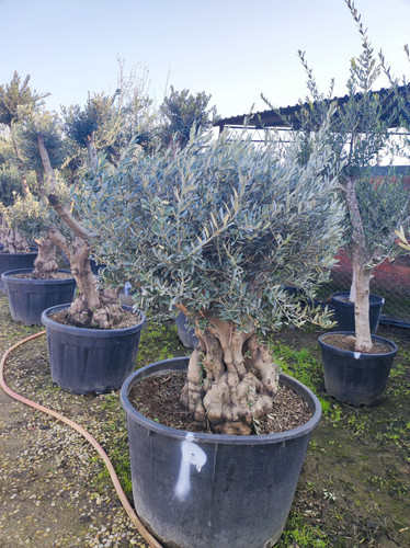 IMG ٢٠٢٣٠١٠٧ ١٥٢٠٣٠.jpg