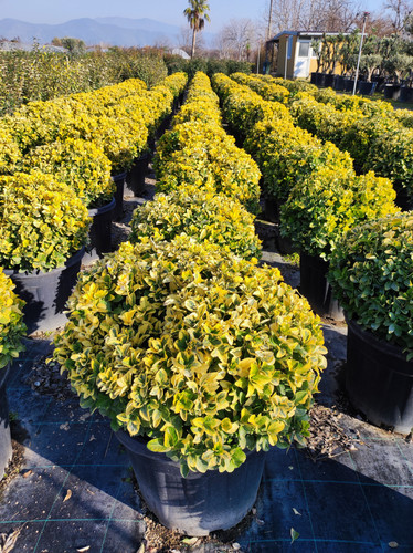 IMG ٢٠٢٣٠١٠٧ ١٥١٩٥٦.jpg