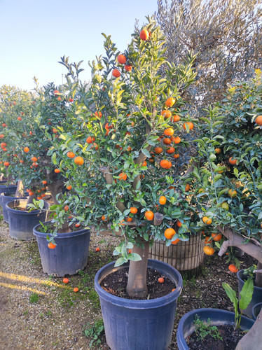 IMG ٢٠٢٣٠١٠٧ ١٦٢٦٥٩.jpg