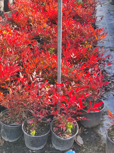 IMG ٢٠٢٣٠١٠٧ ١٦١٢٥١.jpg