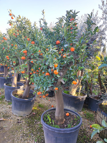 IMG ٢٠٢٣٠١٠٧ ١٦٢٧٠٤.jpg