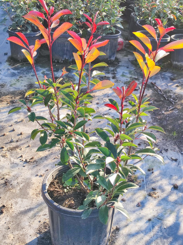 IMG ٢٠٢٣٠١٠٧ ١٦١٢١٩.jpg