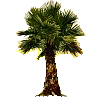 palm.png