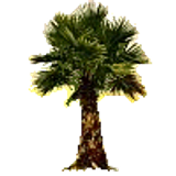 palm