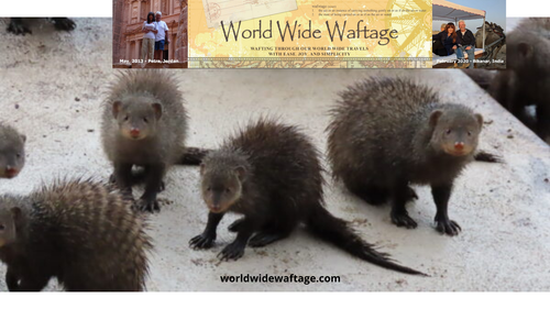 traveling the world.png