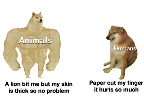 Animals vs Humans.jpg