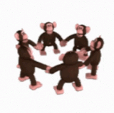 Funny Monkeys Spinning