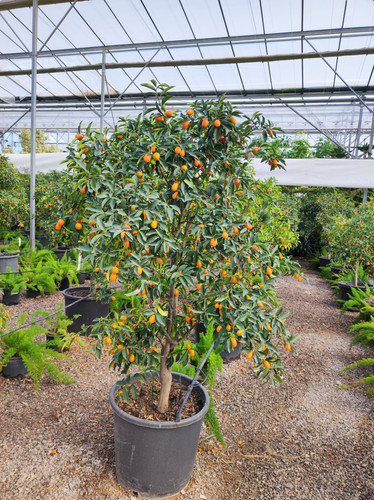 IMG ٢٠٢٣٠١٠٩ ١٣٠٠٤٦.jpg