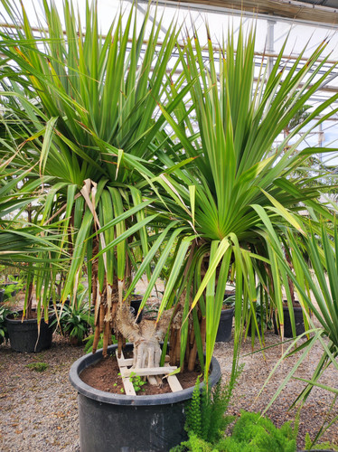 IMG ٢٠٢٣٠١٠٩ ١٣٠٤٤١.jpg