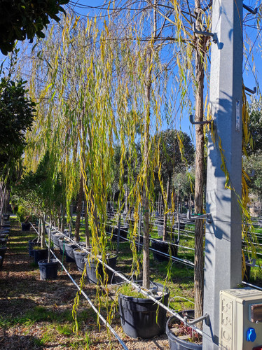 IMG ٢٠٢٣٠١٠٩ ١٣١٩٥٩.jpg