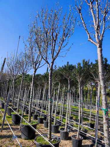 IMG ٢٠٢٣٠١٠٩ ١٣١٨٥٥.jpg