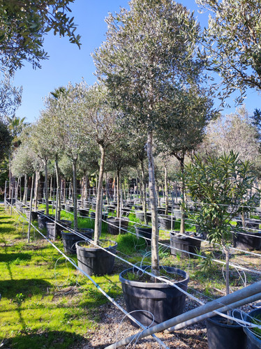 IMG ٢٠٢٣٠١٠٩ ١٣٢٠١٣.jpg