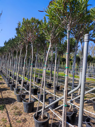 IMG ٢٠٢٣٠١٠٩ ١٣١٩٠٨.jpg