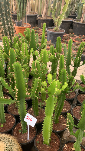 89BA8DFA 7515 46A7 8379 819A6D090A41.jpg