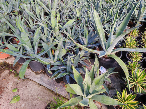 IMG ٢٠٢٣٠١٠٩ ١٣٥٨٣٣.jpg