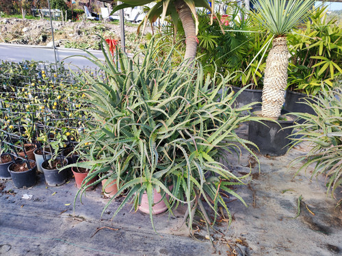 IMG ٢٠٢٣٠١٠٩ ١٣٥٩٠٤.jpg