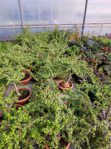 IMG ٢٠٢٣٠١٠٩ ١٣٤٧٥١.jpg