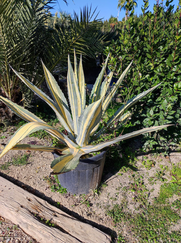 IMG ٢٠٢٣٠١٠٩ ١٢٢٠٠٥.jpg