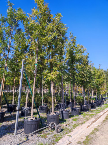 IMG ٢٠٢٣٠١٠٩ ١٢٢٤١٥.jpg