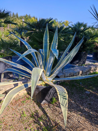 IMG ٢٠٢٣٠١٠٩ ١٢٢٠٥٢.jpg