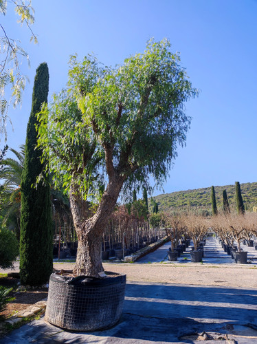 IMG ٢٠٢٣٠١٠٩ ١٢٢٣٠١.jpg