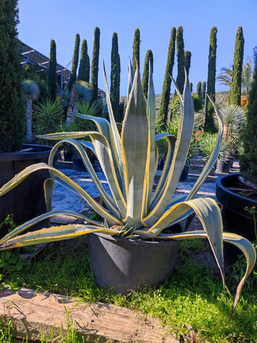 IMG ٢٠٢٣٠١٠٩ ١٢٣٥١٧.jpg