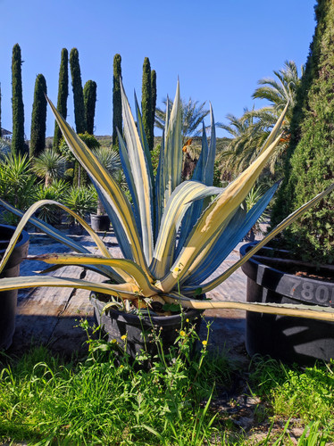 IMG ٢٠٢٣٠١٠٩ ١٢٣٥١٠.jpg