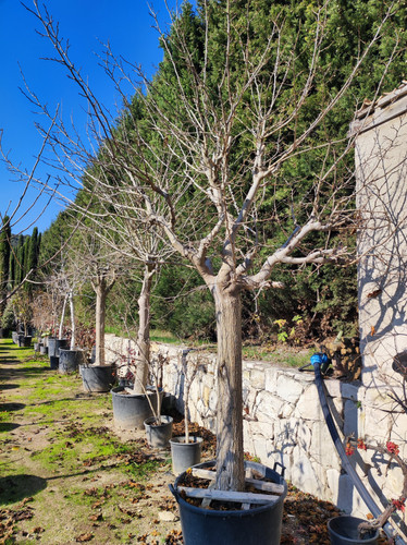 IMG ٢٠٢٣٠١٠٩ ١٢٣٢٤٢.jpg