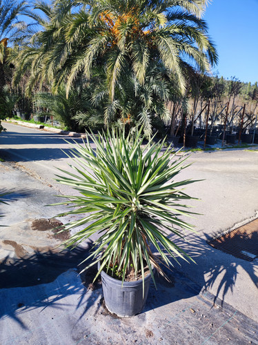 IMG ٢٠٢٣٠١٠٩ ١٢٣٥٣٤.jpg