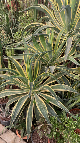 1485861E 8420 4FFE A975 0EB90039222F.jpg