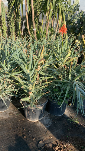 CBFD6E75 D5C3 489B 9E0A A7C27CC554C4.jpg