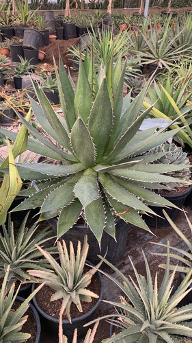 E2650AC9 96FB 4F9B AEEF 95C561E53301.jpg