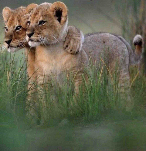 458DBDA7 412E 495F B201 03E3CDBB923D.jpg